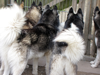 Huskies Erleben